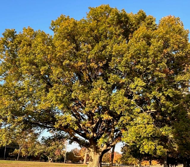 A majestic white oak tree at Sherwood Island State Park - Photo Sarah Adair