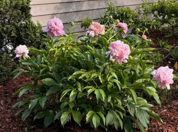Peonies - Photos Cindy Shumate