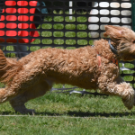 Thousands of people, dogs converge at Winslow Park