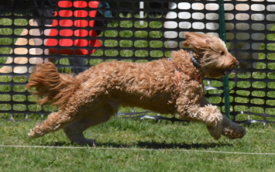 Thousands of people, dogs converge at Winslow Park