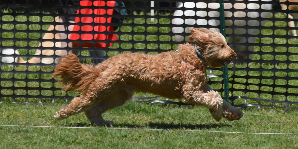 Thousands of people, dogs converge at Winslow Park