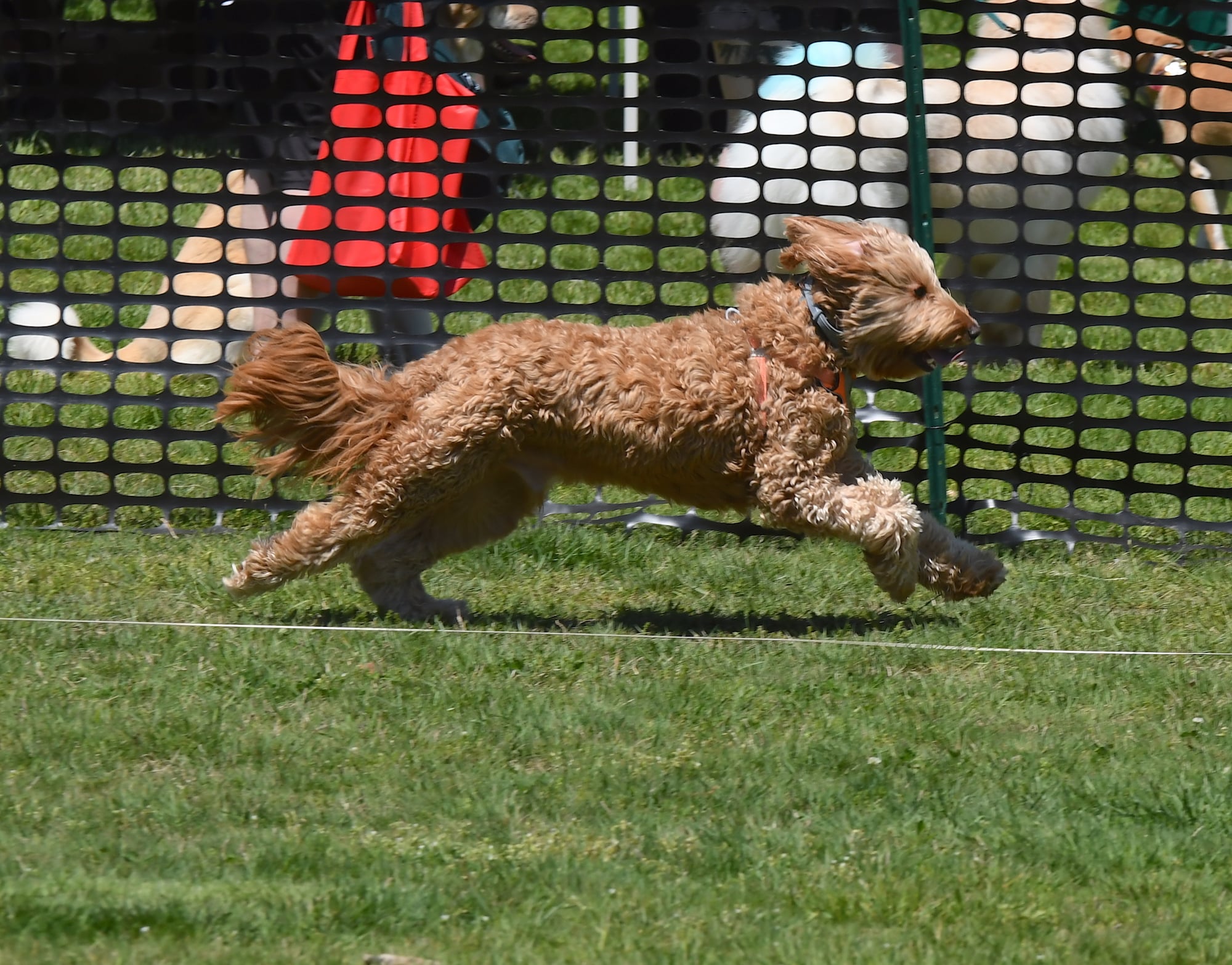 Dog chasing running lure course