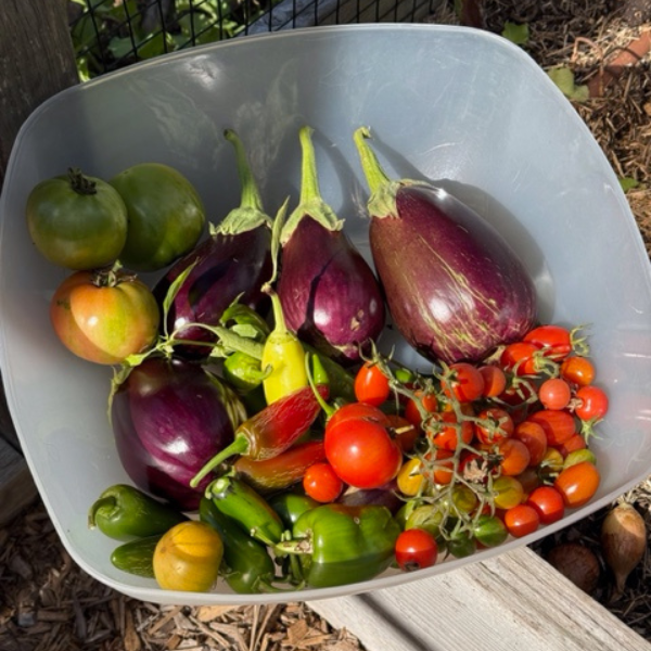 Eating homegrown veggies is one of the health benefits of gardening. Here are some from Paul Rossi's Westport garden - Contributed photo