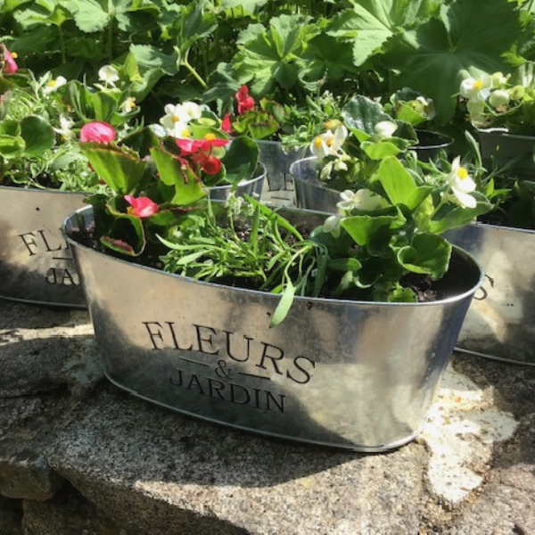 Herbs can be a fun way to get into gardening. Here are basil, sage, oregano and parsley from Gilberties Garden Center planted in a window box container - Photo Kerri Williams