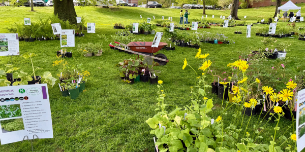 Garden Club plant sale Saturday on Jesup Green