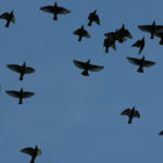 Connecticut Audubon Society offering “Migration Magic” events throughout May
