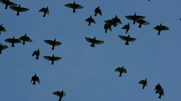Connecticut Audubon Society offering “Migration Magic” events throughout May