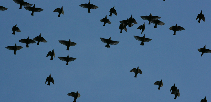 Connecticut Audubon Society offering “Migration Magic” events throughout May