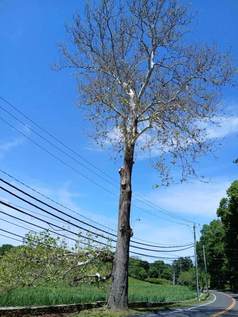 Beech tree at Nayala Farms - Photo Westport Journal