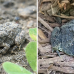 Cultivating with Kerri: Toad-ally helpful garden guests–how to attract toads