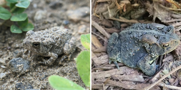 Cultivating with Kerri: Toad-ally helpful garden guests–how to attract toads