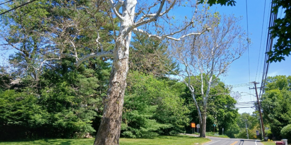 Bid “farewell” to Westport’s beech trees