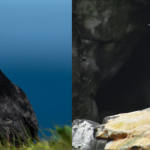 Maritime Aquarium at Norwalk opening new seabirds exhibit today