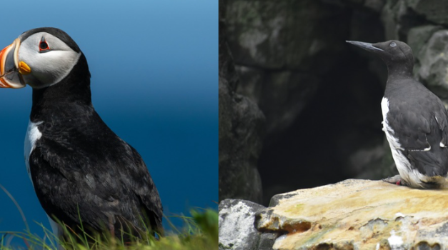 Maritime Aquarium at Norwalk opening new seabirds exhibit today