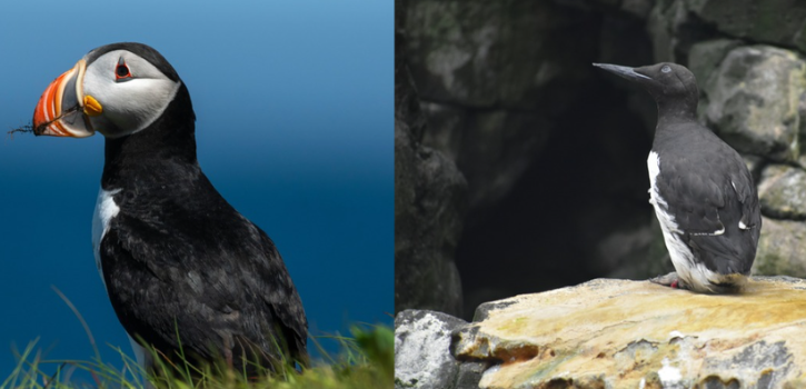 Maritime Aquarium at Norwalk opening new seabirds exhibit today