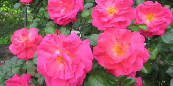 “Highwire Flyer” is another showy rose that beginners can grow - Photo Angelina Chute