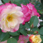 Cultivating with Kerri: stop and smell the roses this summer