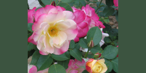 Cultivating with Kerri: stop and smell the roses this summer