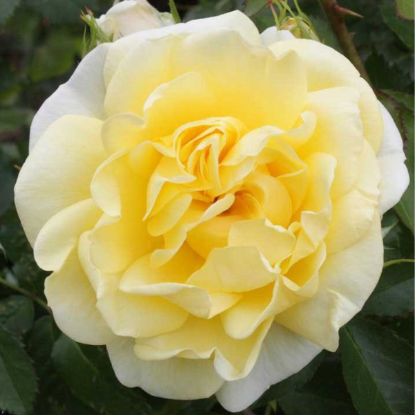 The creamy yellow of the rose named “Yellow Brick Road” is a favorite of the Chutes - Photo Angelina Chute