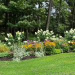 Cultivating with Kerri: avoiding the August gardening slump