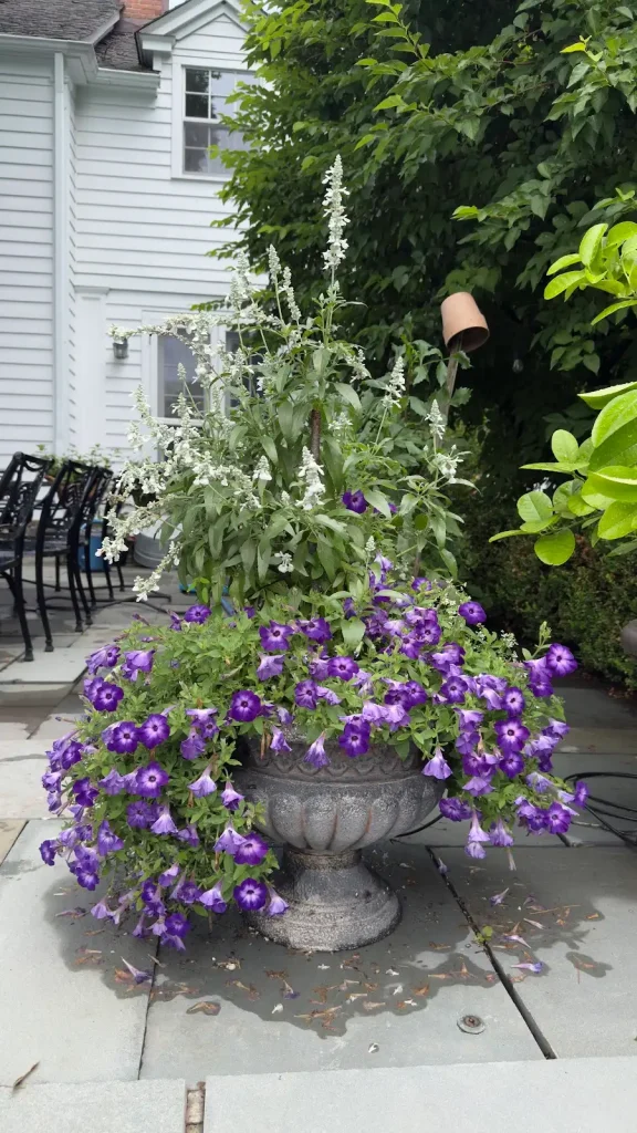 Flowering pots sometimes need some extra care like deadheading flowers that have gone by - Contributed photo