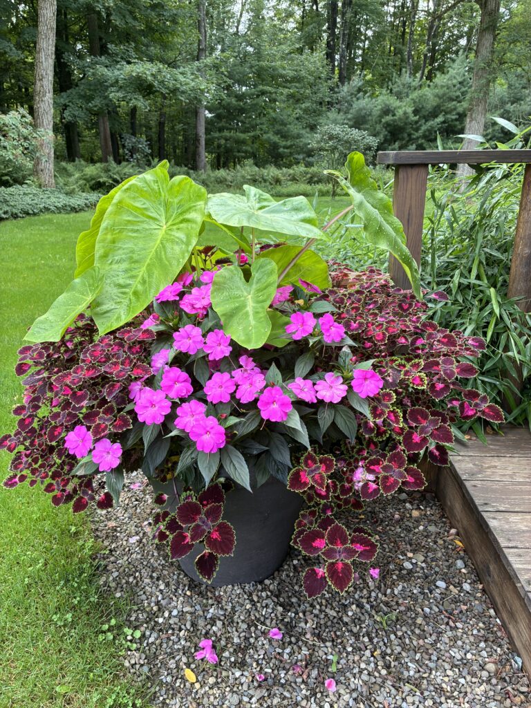 Paul Rossi creates spectacular container gardens that he rotates throughout the season - Photo Paul Rossi