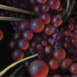 Norwalk Art Space to debut exhibition that celebrates the art of nourishment