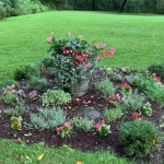 Cultivating With Kerri: Lessons learned in the garden