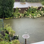 How to help your garden recover from flooding