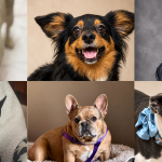 Dog fans invited to brunch with the pups