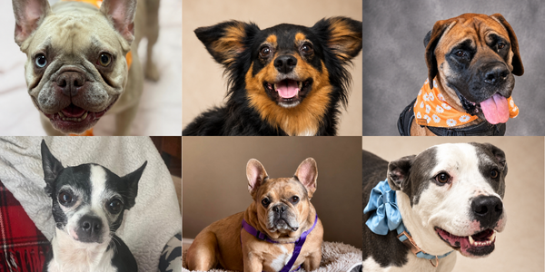 Dog fans invited to brunch with the pups