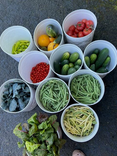Buckets of vegetables ready to donate - Contributed photo