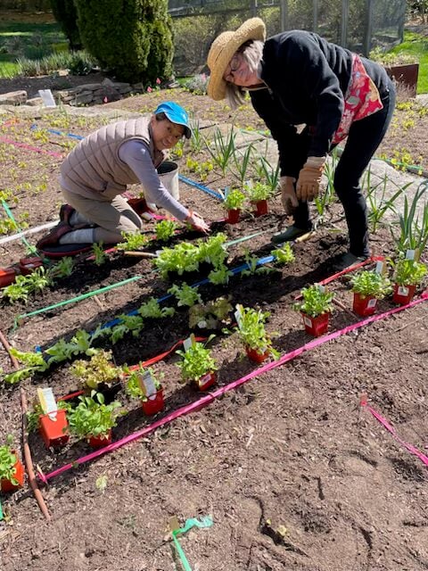 Judy Hlawitschka, head farmer, and Judy Smith, cochair of Growing for Good, hard at work planting. - Contributed photo