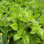 Cultivating with Kerri: Growing for Good – a success on many tiers