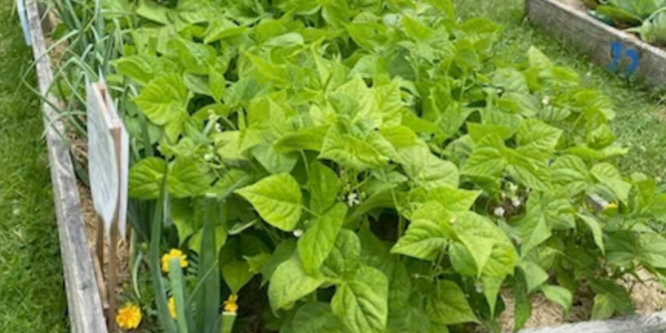 Cultivating with Kerri: Growing for Good – a success on many tiers